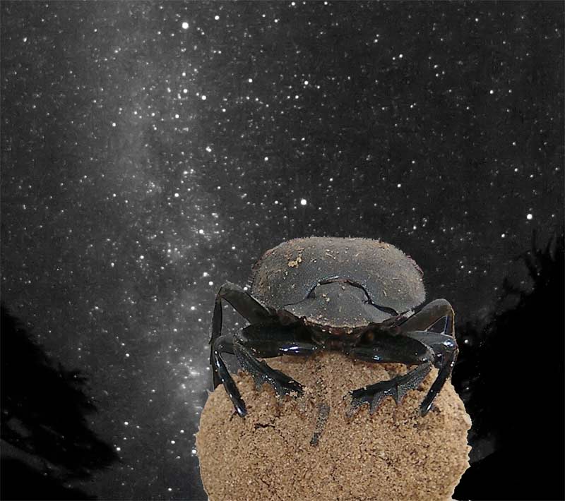 Wow! Dung Beetles Navigate by the Stars